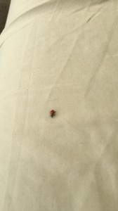 Lady bug visited our sports medicine spot at Barnes Tennis Center (San Diego, Ca) - USTA SCTA TOC